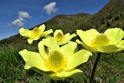 16 Fiori di pulsatilla alpina sulfurea con vista sul Monte Avaro